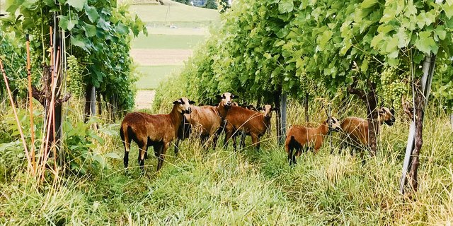 Das Kamerunschaf ist nicht ein Wollschaf, sondern wechselt saisonal sein Fell und wird nicht geschoren. (Bild Alexandra Stückelberger)