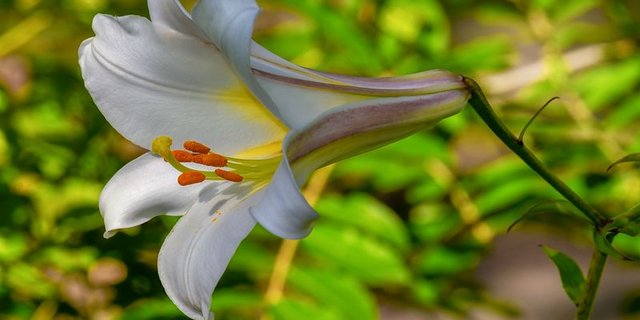 Das BLV hat die Knollen der Davidslilie als neuartiges, traditionelles Lebensmittel bewilligt. (Bild Pixabay)