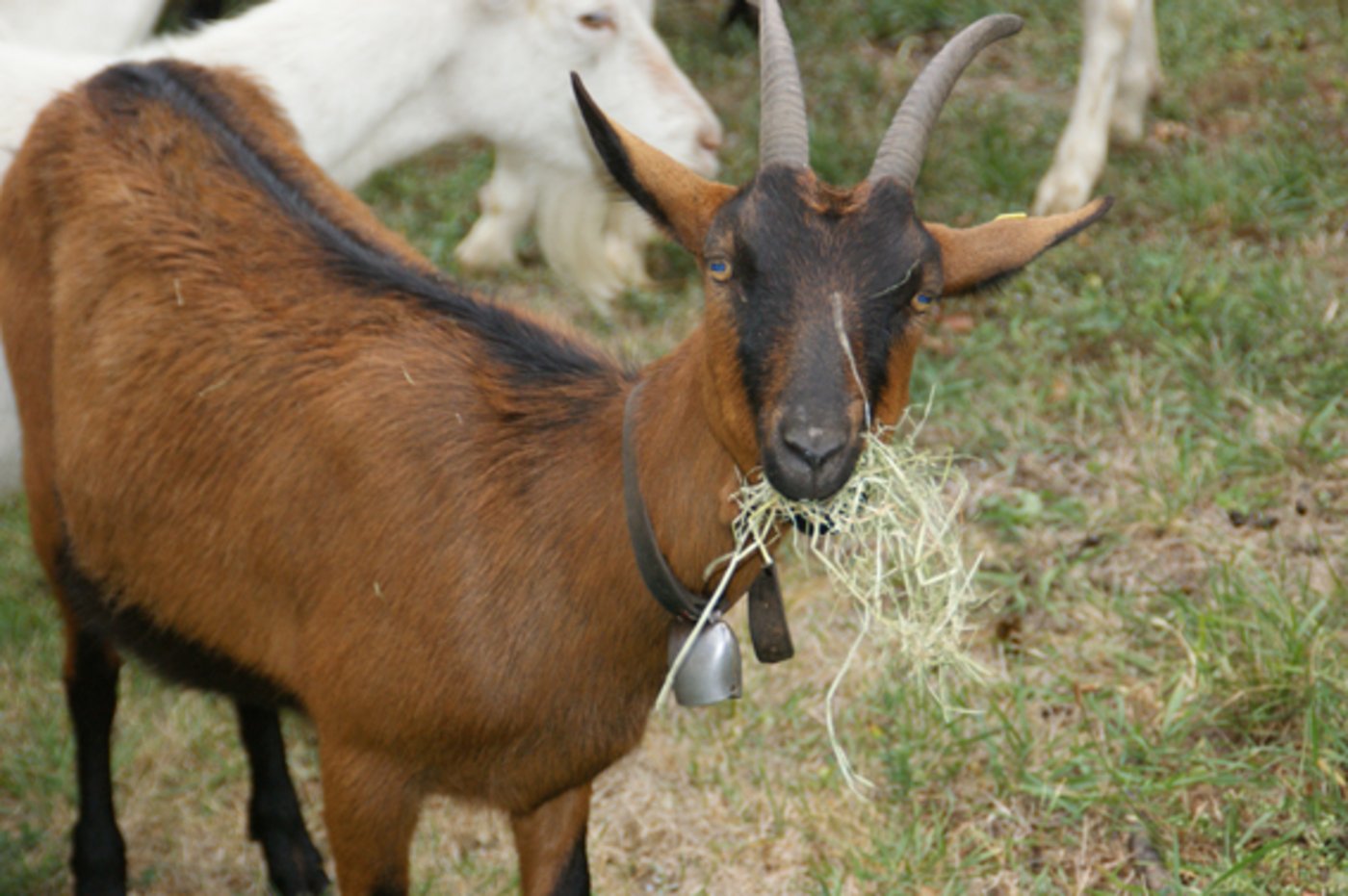 Ziegen erhalten ab 1. Juni kleinere Ohrmarken. (Symbolbild lid)