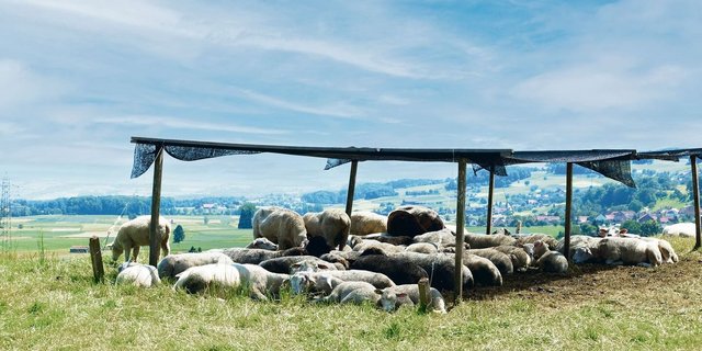 Herdentiere wie Schafe bevorzugen es, gemeinsam den Schatten aufzusuchen. Unter künstlichen Schattenspendern ist Luftzirkulation wichtig.  
