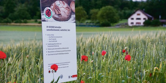 Ein Aargauer IP-Getreidefeld: Nun könnten die Bäuerinnen und Bauern mit pestizidfreiem Anbau noch einen Schritt weiter gehen.(Bild Ruth Aerni)