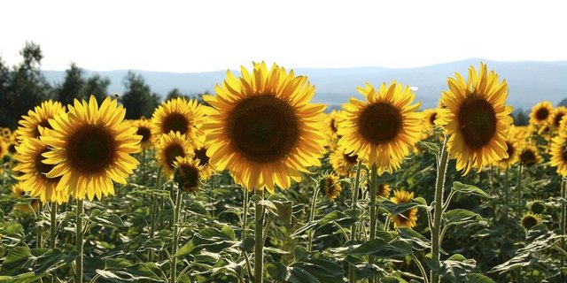 Die Einführung von Beiträgen für eine vielfältige Landwirtschaft hat die Produktion von Sonnenblumen in den letzten Jahren angekurbelt. (Bild landwirtschaft.ch / Judith Beyeler)