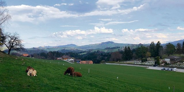 Sobald es an der Zeit ist, sollte möglichst früh geweidet werden. Das fördert die Bestockung.