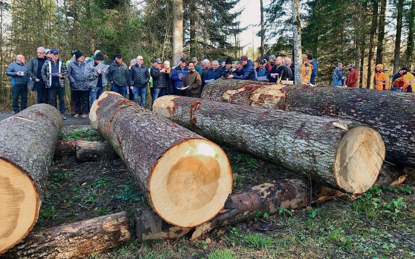 Auch schöne Nadelholzstämme lösten gute Preise. Platzchef Lukas Gerig (m.) erläutert die Qualität der Werthölzer.  