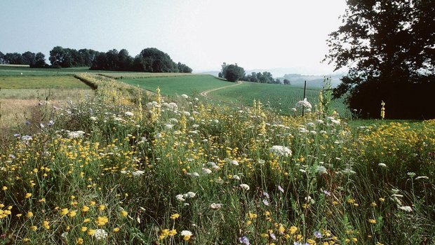 Rotationsbrachen sind weniger anfällig auf Vergrasung und Verunkrautung als Buntbrachen.