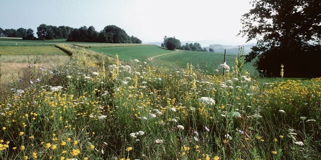 Rotationsbrachen sind weniger anfällig auf Vergrasung und Verunkrautung als Buntbrachen.