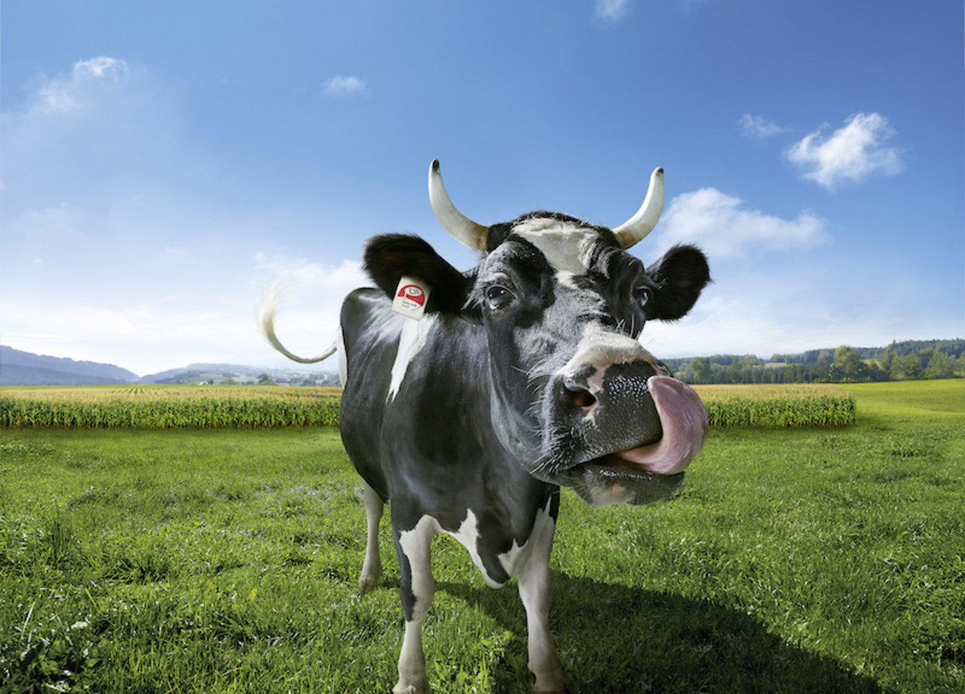 Lovely ist die Swissmilk-Werbekuh und wird in diversen Videos z. B. im Fernsehen gezeigt. Ausserdem ziert das Sujet verschiedene Fanartikel. (Bild Swissmilk)  