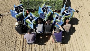 Gute erste Erfahrungen mit dem Setzen statt Säen von Bio-Zuckerrüben Die Pflanzkosten für Zuckerrüben sind hoch, die Investitionen scheinen sich aber zu lohnen. (Bild Thomas Alföldi / FiBL)