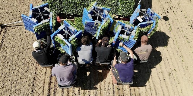 Die Pflanzkosten für Zuckerrüben sind hoch, die Investitionen scheinen sich aber zu lohnen. (Bild Thomas Alföldi / FiBL)