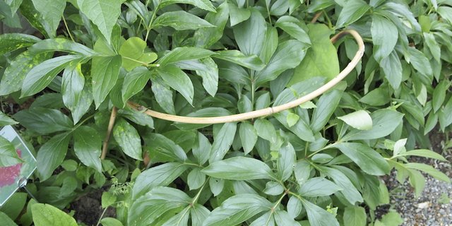 Halbrunde Stützhilfen aus Metall oder Bambus finden sich im Fachhandel oder Baumarkt. (Bilder Ruth Bossardt)