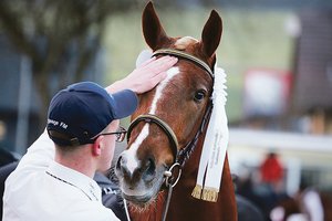 Freibergerzucht: «Neid hat Cartoon du Padoc besiegt» Er war der grosse Sieger in Glovelier, Cartoon du Padoc. «Ein überragender Hengst», so Albrecht Dreier. Die Familie Juillard-Pape muss die Niederlage hinnehmen. Er wird abgewiesen.(Bild Karin Rohrer)