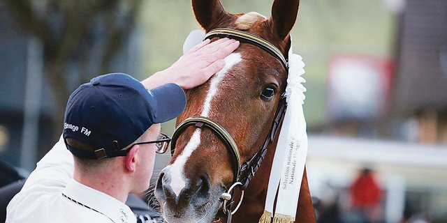 Er war der grosse Sieger in Glovelier, Cartoon du Padoc. «Ein überragender Hengst», so Albrecht Dreier. Die Familie Juillard-Pape muss die Niederlage hinnehmen. Er wird abgewiesen.(Bild Karin Rohrer)