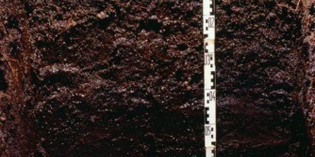 Hier flachtorfiger Moorboden in Chrüzwald SG. (Bild: WSL/M. Walser)