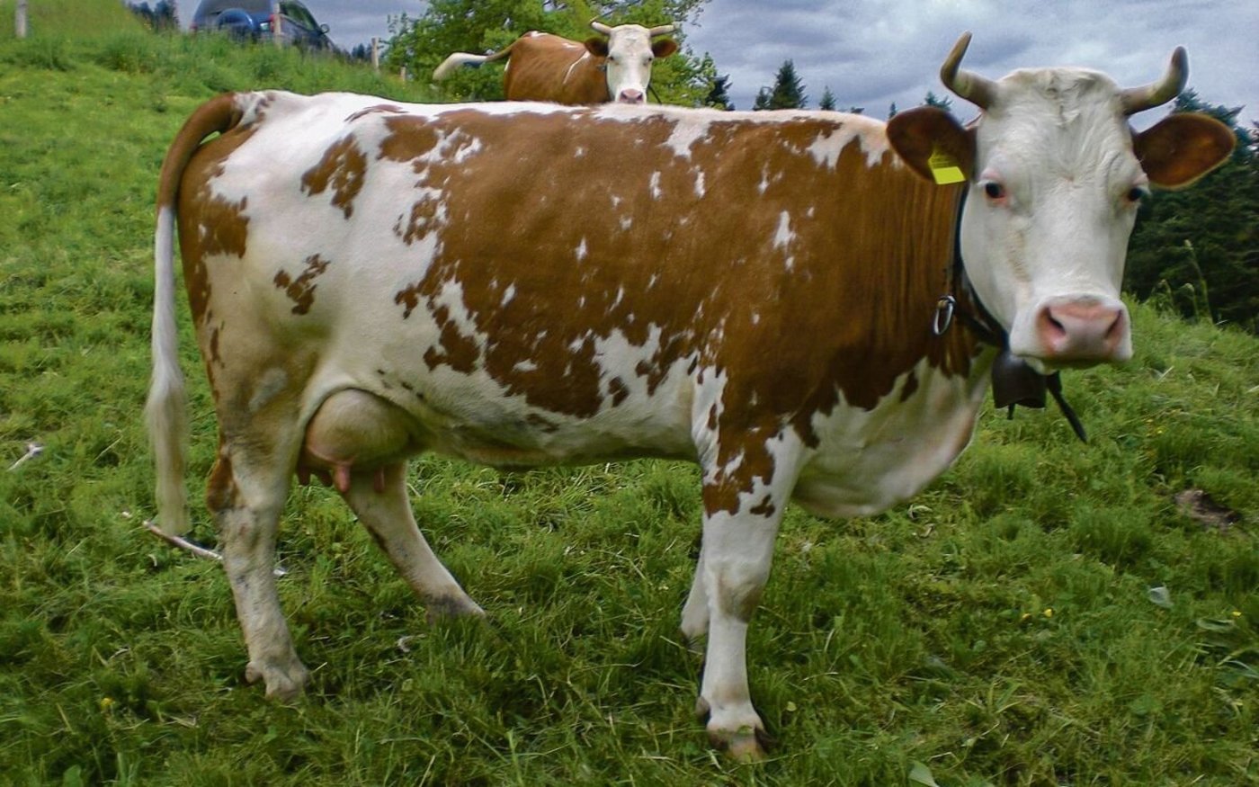 Am Anfang wurden die meisten Hinterwälder auf Milchviehbetrieben gehalten.