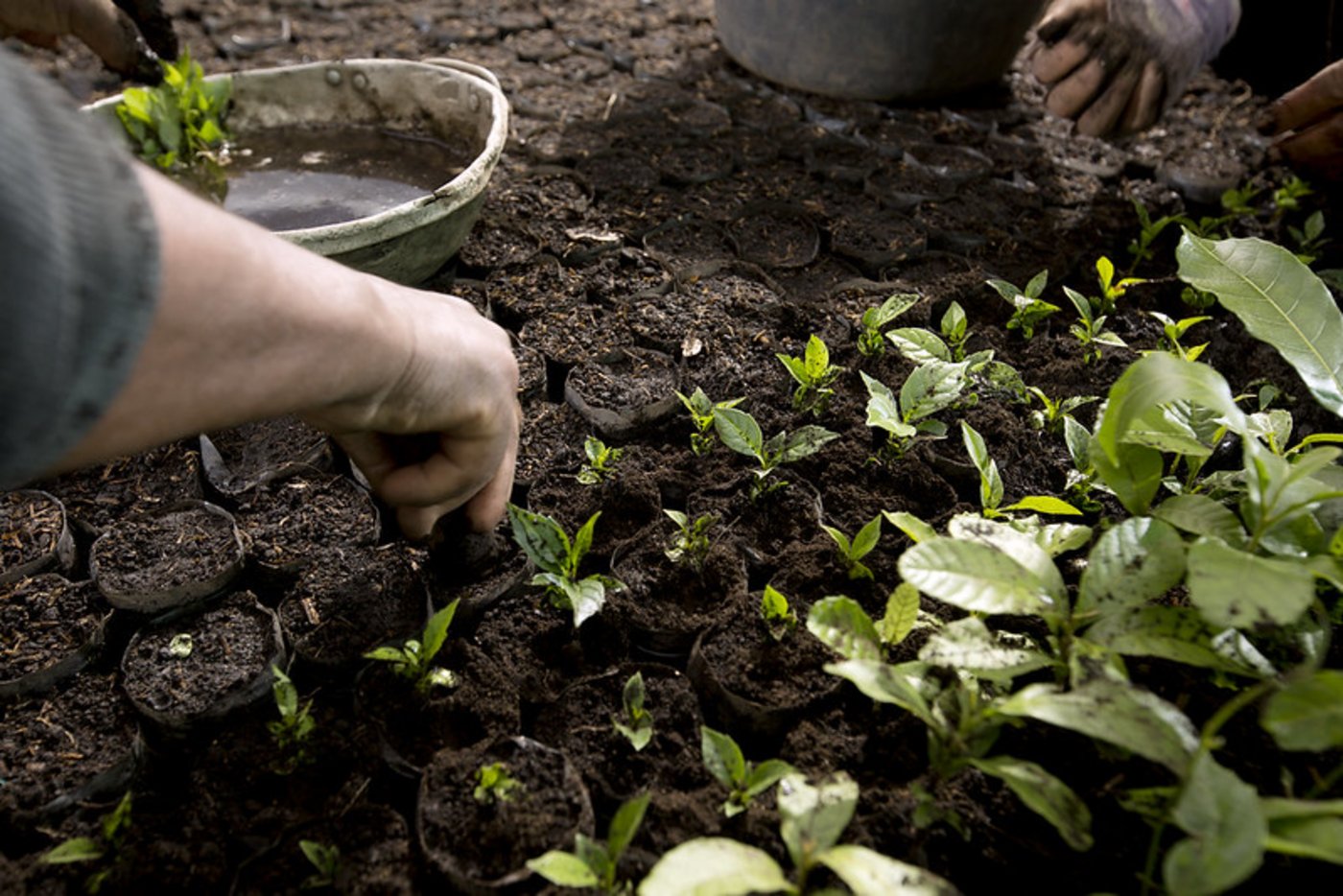 Nestlé wolle seine Grösse für das Gute nutzen und unter anderem Bäume zu pflanzen, um CO2 zu speichern sowie Böden und Biodiversität zu verbessern. (Bild Nestlé)