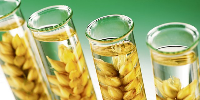 Verpasste Chance oder vernünftiger Verzicht im Einklang mit der Mehrheit der Konsumenten? Der Nutzen von grüner Gentechnik bleibt trotz Fortschritten umstritten.(Symbolbild Fotolia)