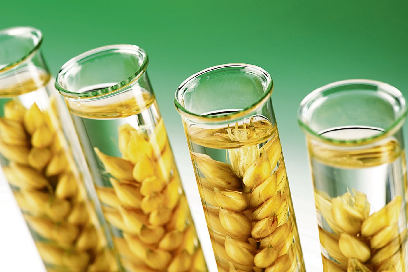 Verpasste Chance oder vernünftiger Verzicht im Einklang mit der Mehrheit der Konsumenten? Der Nutzen von grüner Gentechnik bleibt trotz Fortschritten umstritten.(Symbolbild Fotolia)