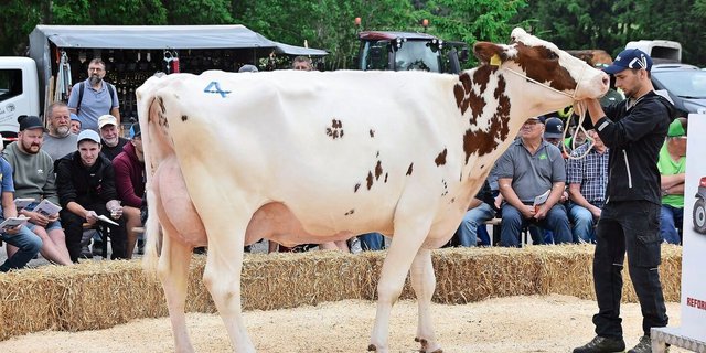Sie war schon einmal an der Bernischen Eliteschau: Die Traumkuh Marchhuus Jordy Andalusia von Didier Lerch aus La Tanne war einem Käufer 4600 Franken wert.