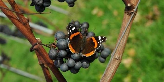 Das Wachstum der Trauben und der Ertrag werden durch Klimaveränderungen beeinflusst. (Bild zVg)