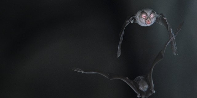 Im Kanton Wallis fühlen sich besonders viele verschiedene Fledermausarten wohl. (Bild zVg)