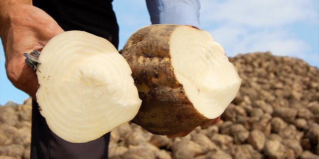 Im Moment erschwert das konstant nasse Wetter die Ernte der Zuckerrüben. (Bild Schweizer Zucker) 