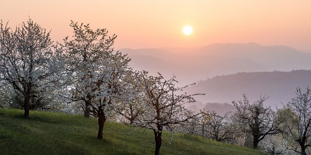 Hochstamm im Sonnenuntergang: Der Untergang der Bäume scheint abgewendet. (Bild Hochstamm Suisse)