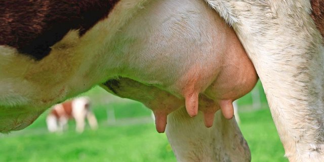 Eine gute Eutergesundheit ist essenziell für leistungsfähige Milchkühe. Die häufigste und kostenintensivste Erkrankung ist Mastitis.