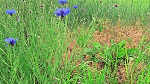 Acker-BFF sind bereits im letzten Jahr angelegt worden. Zahlen zu den genauen Flächen liegen aktuell keine vor. 