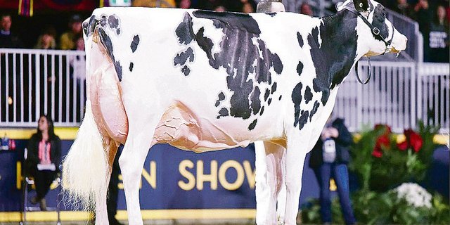Idee Windbrook Lynzi wurde Holstein-Champion.