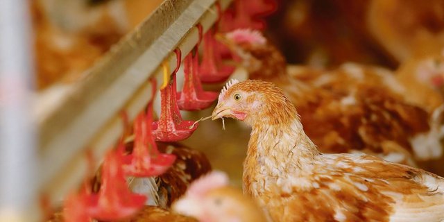 Rationell und kostengünstig: Die Geflügelproduktion erlebte in den vergangenen Jahren einen Boom. Nun machen die steigenden Kosten den Produzenten einen Strich durch die Rechnung.