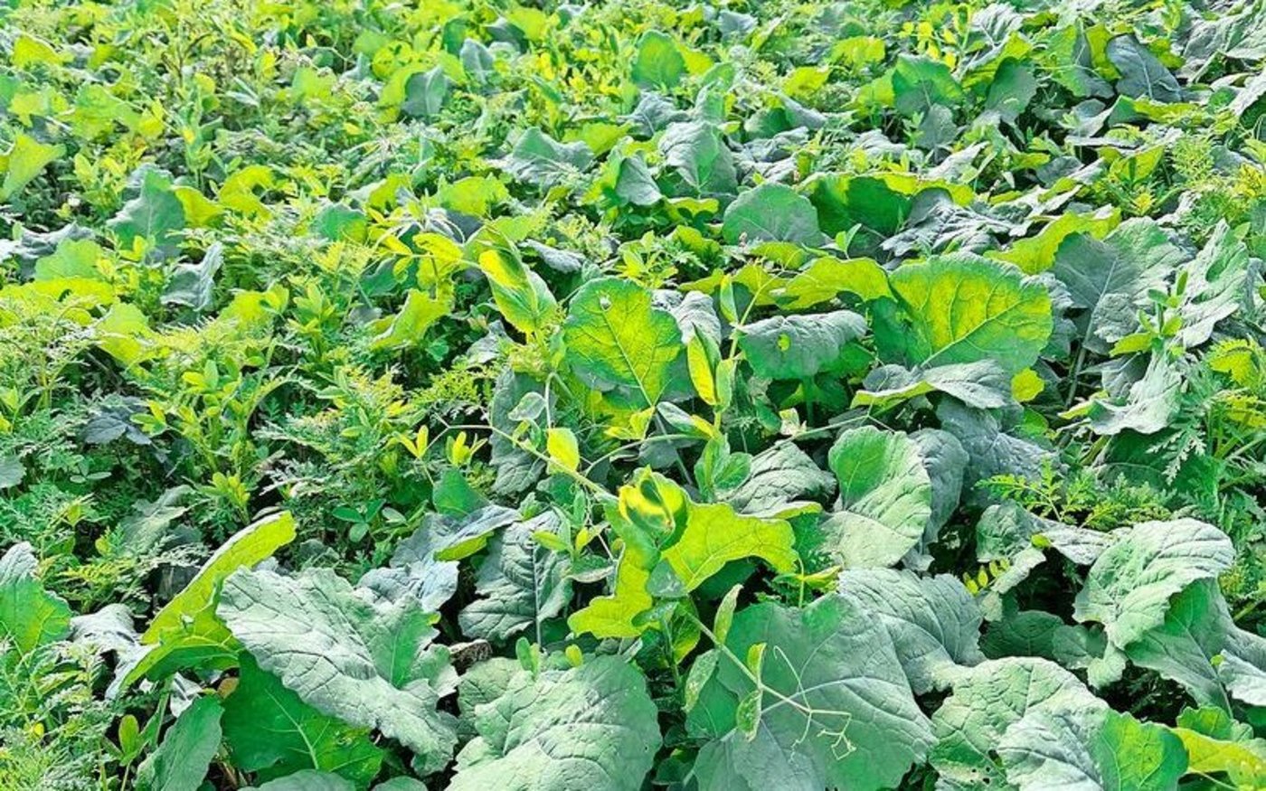 Die Leguminosen-Untersaat wurde per Drohne im Frühling gesät.