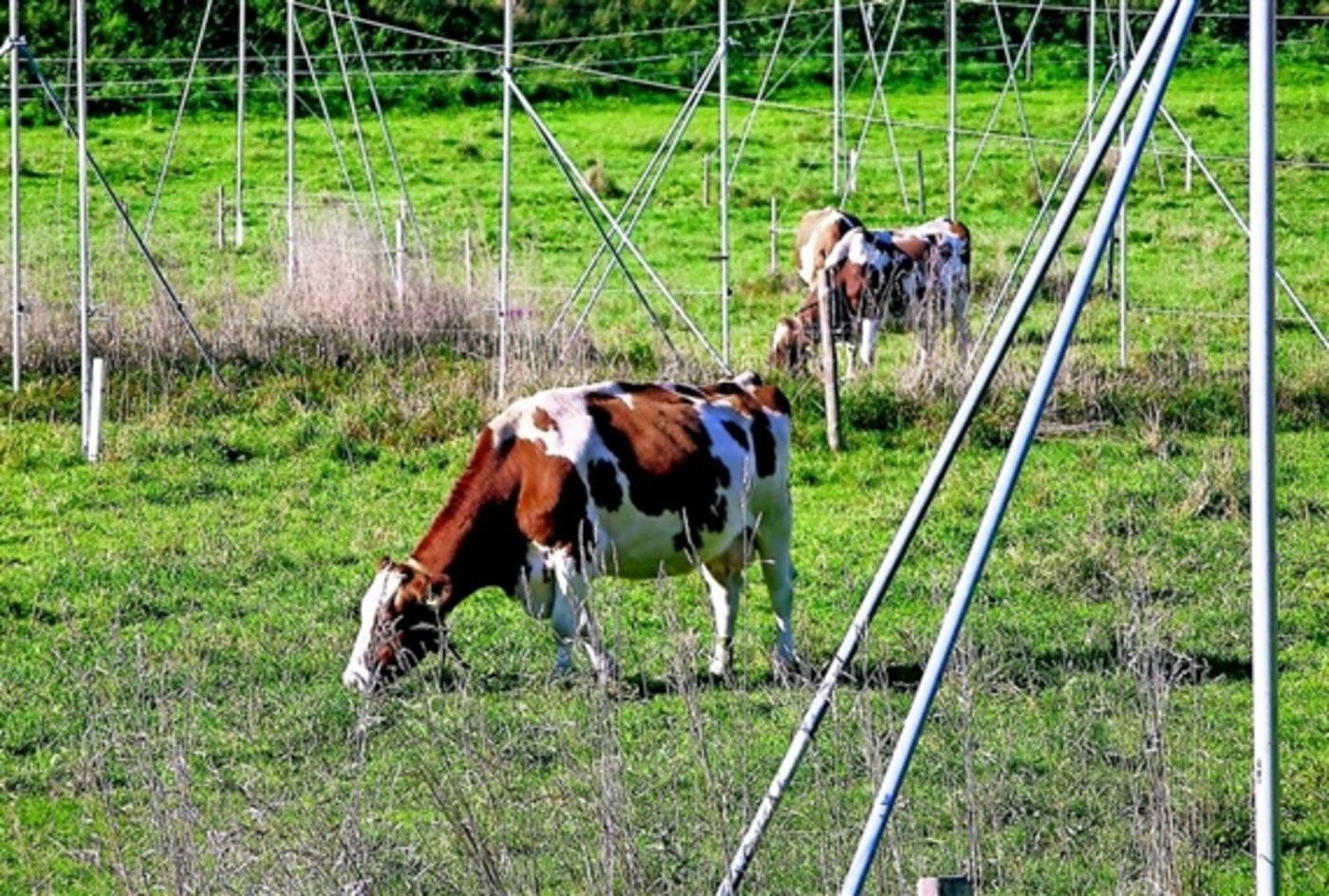 Bald weiden die Kühe hier nicht mehr: 3400 Hektaren landwirtschaftliches Kulturland gehen hierzulande pro Jahr verloren. (Bild SBV)