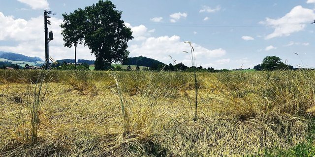 Die Biobranche verzeichnet für das vergangene Jahr rund 4000 Tonnen Auswuchs-Biogetreide. Die Futtergetreideernte ist um rund 20 % tiefer ausgefallen als im 2020.
