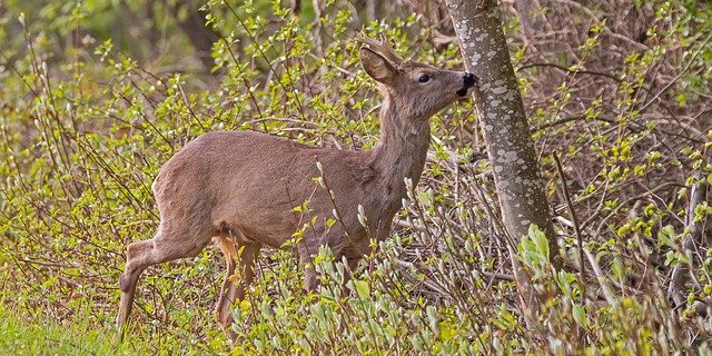 Um das Problem anzugehen, arbeitet man mit dem Jagdinspektorat zusammen. (Bild Pixabay)