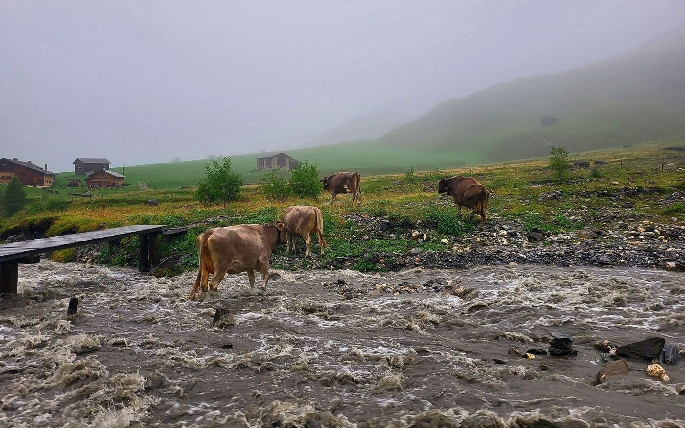 Starke Regenfälle können dazu führen, dass Kühe auf andere Weiden getrieben werden müssen.