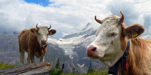 Der Branchenstandard für Schweizer Milch soll die einheimischen Produkte gegenüber der Importware attraktiver machen. Dafür müssen die Produzenten etwas unternehmen – und sie erhalten einen Preisbonus von zwei Rappen. (Bild Pixabay)