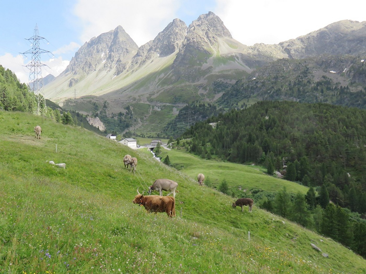 Weil verschiedene Rinderrassen nicht dasselbe fressen und weil sie sich im Körperbau unterscheiden, beeinflussen sie die Pflanzen auf ihren Weiden unterschiedlich. (Bild Caren Pauler)