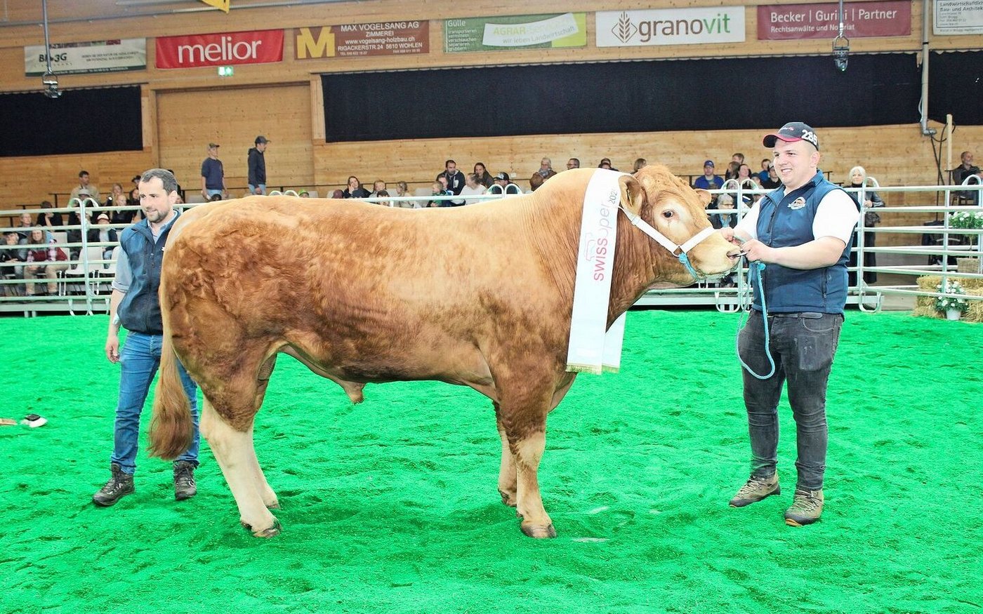 Bei den Limousin wurde ein Muni Champion: Gallikers’s Espresso, von Fabian Galliker aus Gunzwil LU.