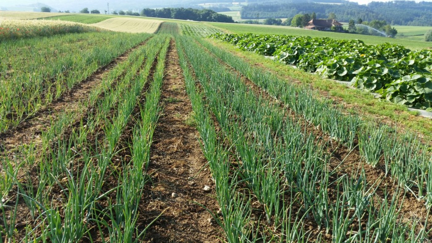 Stefan Brunner experimentiert auf seinem Betrieb mit Ackerbau und Gemüse schon länger mit neuen Methoden, etwa Ansätzen aus der Permakultur. (Bild brunnereichhof.ch)