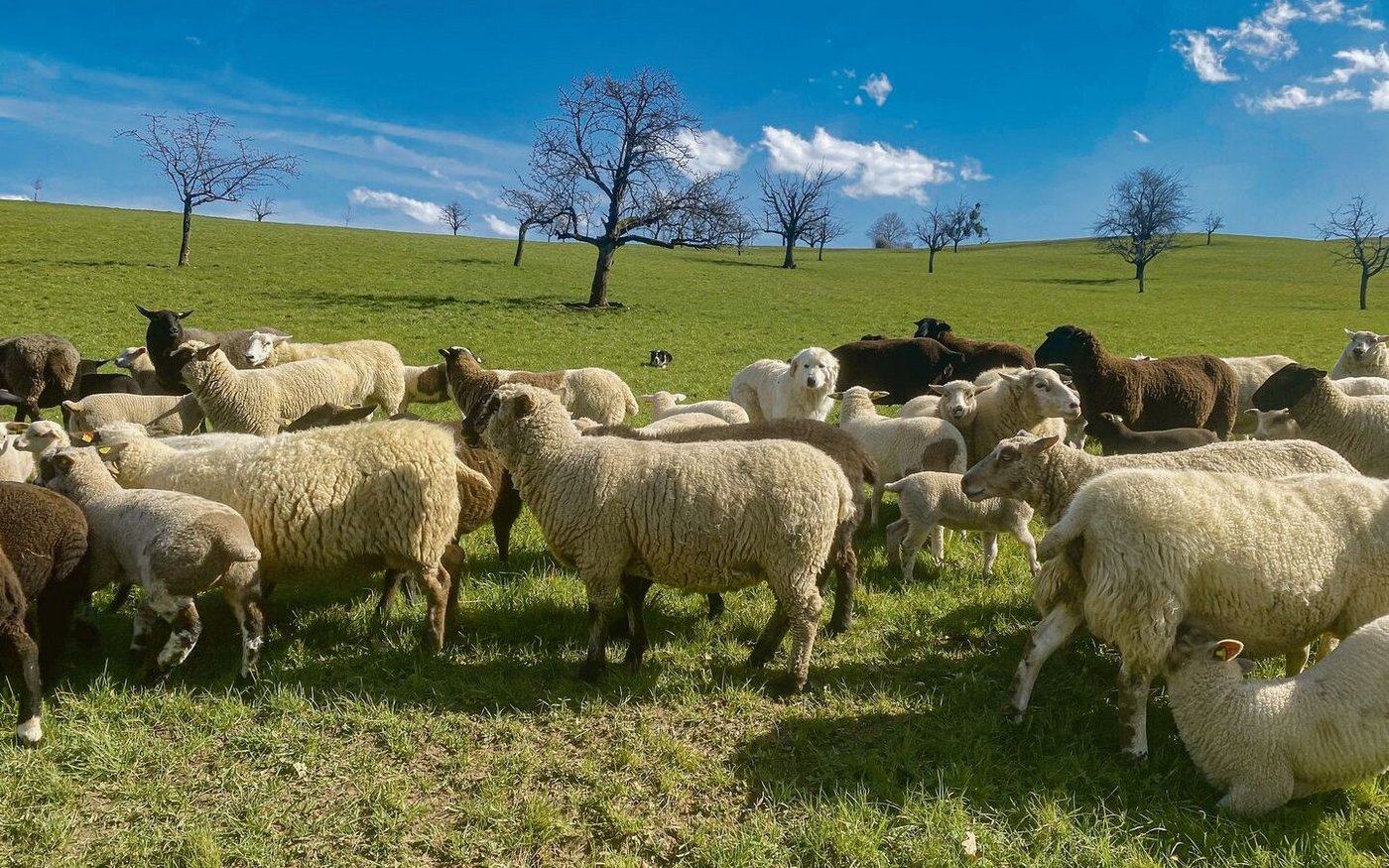 Hund im Schafspelz. Herdenschutzhunde fühlen sich als Teil der Herde und lassen sich auf den ersten Blick oft kaum von den Schafen unterscheiden. Der Treibhund (hinten im Bild) hält dagegen Abstand.
