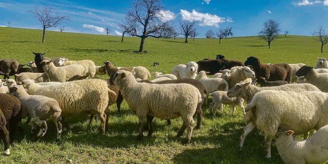 Hund im Schafspelz. Herdenschutzhunde fühlen sich als Teil der Herde und lassen sich auf den ersten Blick oft kaum von den Schafen unterscheiden. Der Treibhund (hinten im Bild) hält dagegen Abstand.