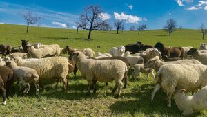 Hund im Schafspelz. Herdenschutzhunde fühlen sich als Teil der Herde und lassen sich auf den ersten Blick oft kaum von den Schafen unterscheiden. Der Treibhund (hinten im Bild) hält dagegen Abstand.