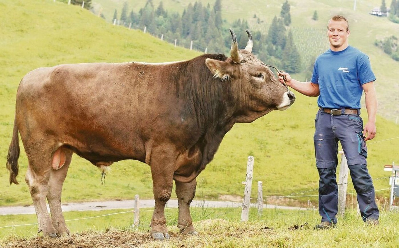 Samuel Suter hat zwar im Schwingen noch keinen Siegermuni gewonnen, dennoch stehen auf seinem Betrieb drei Zuchtstiere.