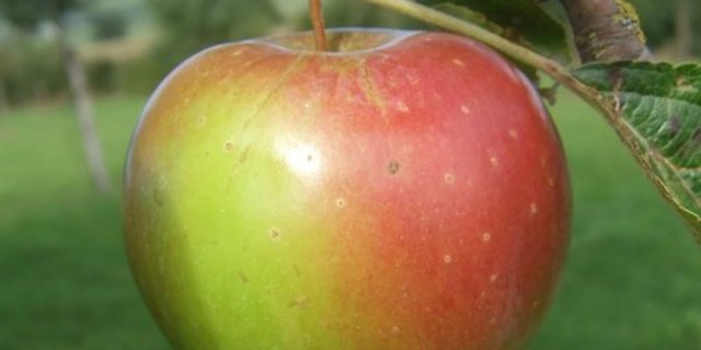 Der Stadler Hagapfel ist eine der vielversprechenden Sorten. (Bild zVg)