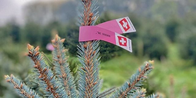 Die Grossverteiler entscheiden, wann und welche Tannenbäume gefragt sind. Ändert sich die Nachfrage, können sich die Produzent(innen) nur verzögert an den Markt anpassen – die Christbaumproduktion ist eine «langsame Kultur». 