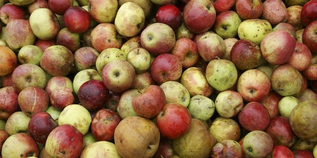 Bio-Mostobst ist Mangelware. (Bilder ji)