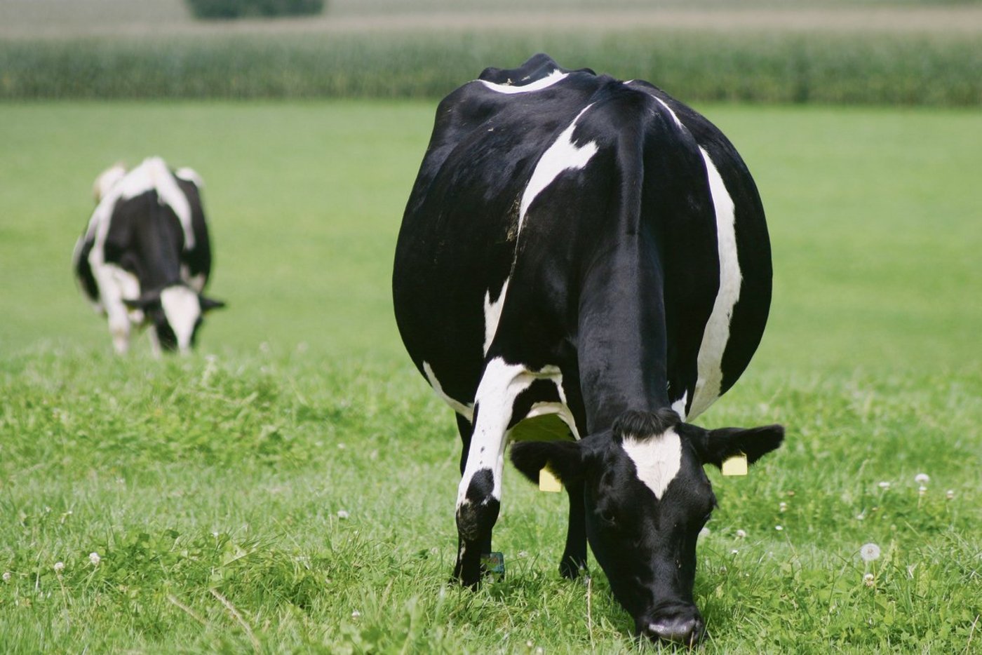 Je nach Haltungsform, baulichen Massnahmen und Sauberkeit entstehen mehr oder weniger Emissionen.(Bild Remo Petermann)