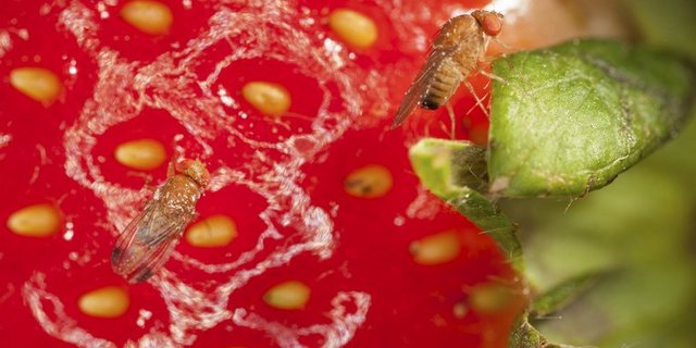 2012 wurde eine Taskforce gebildet um die Kirschessigfliege zu bekämpfen. (Bild Agroscope)