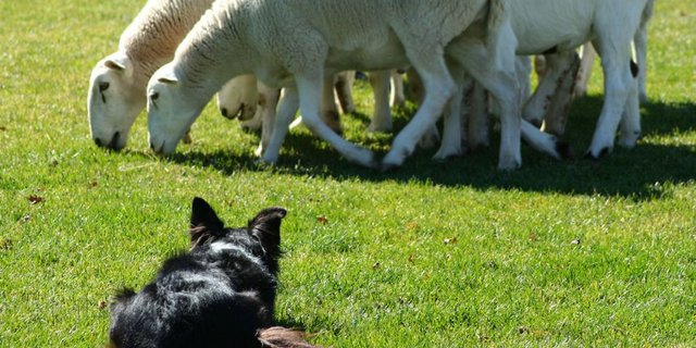Ein Border Collie lässt auch liegend die betreute Herde nicht aus dem Auge. (Bild: Fotalia)