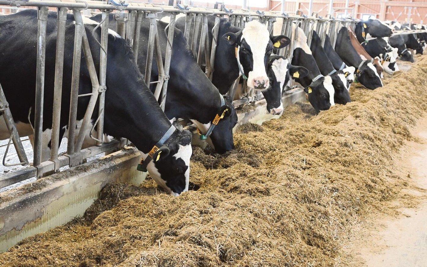 Diese Kühe fressen eine Totalmischration. Ersetzt man Gras- durch Maissilage, sinken zwar die Methanemissionen, dafür steigen die Futterkosten.